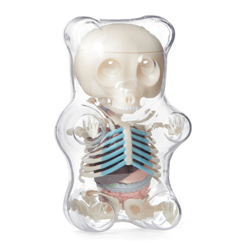 4D MASTER STEM Anatomy Model Gummi Bear Skeleton Anime Assembly Action Figure Gifts Science Animal Model