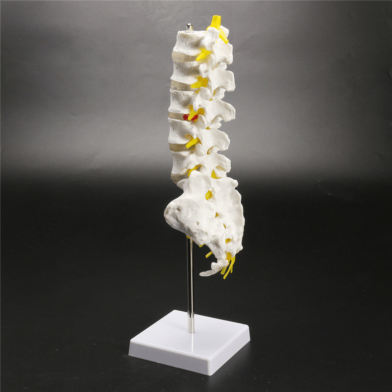 12''Life Size Chiropractic Human Anatomical Lumbar Vertebral Spine Anatomy Model