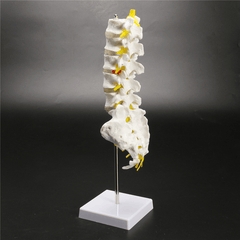 12''Life Size Chiropractic Human Anatomical Lumbar Vertebral Spine Anatomy Model