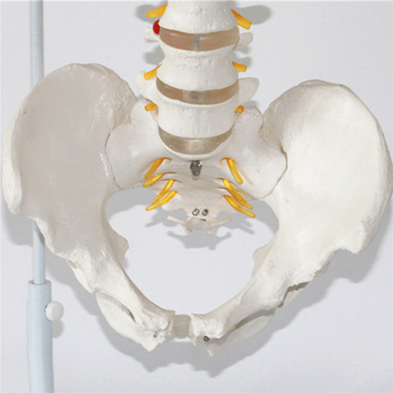 Professionelles menschliches Wirbelsäulenmodell. Flexibles medizinisches anatomisches Wirbelsäulenmodell