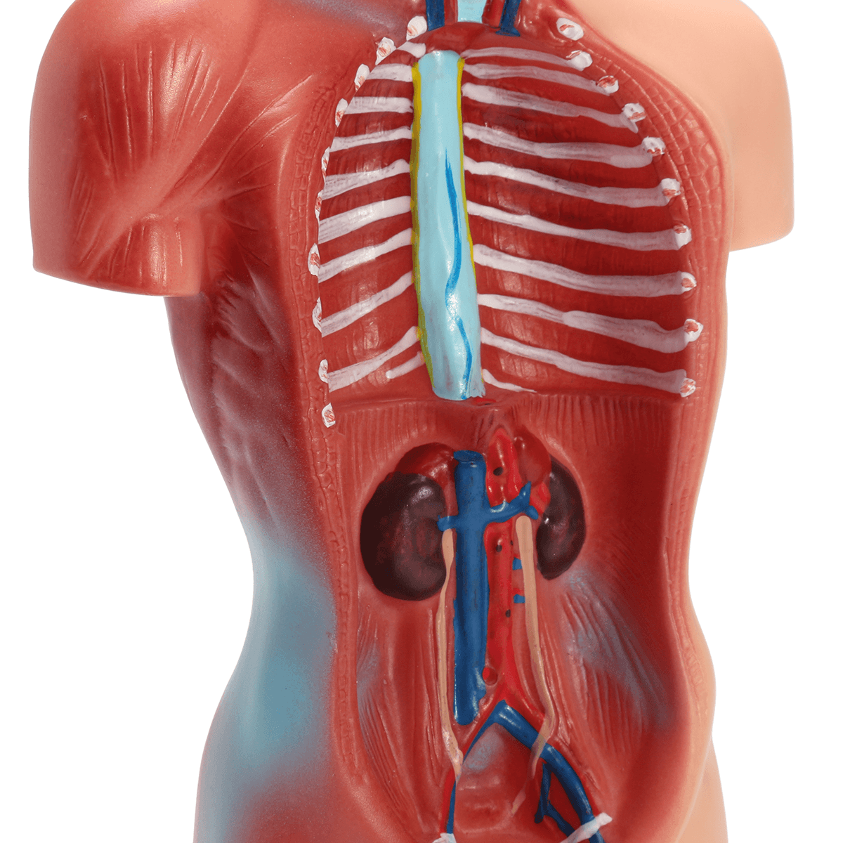 STEM Human Torso Body Anatomy Model Heart Brain Skeleton School Educational