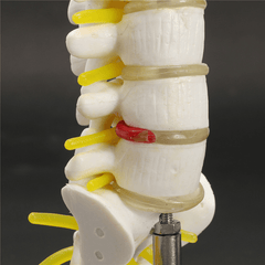 Mini-menschliche Lendenwirbel, Kreuzbein, Steißbein, Anatomie, medizinisches Wirbelsäulenmodell, 15 cm