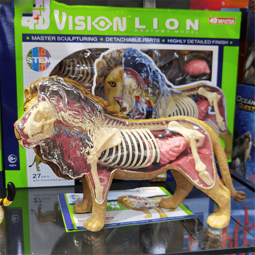 4D MASTER Lion Beast Wild Animal Internal Organs Anatomy Teaching Model Puzzle Assembly Toy