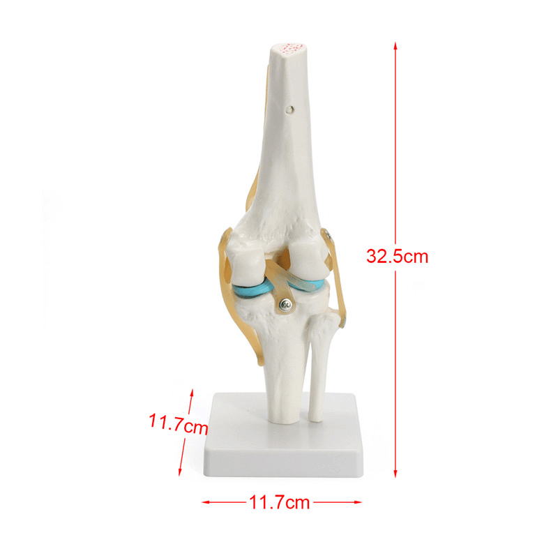 Kniegelenkmodell menschliches Skelett Anatomie Studie Display Lehre 1 Set