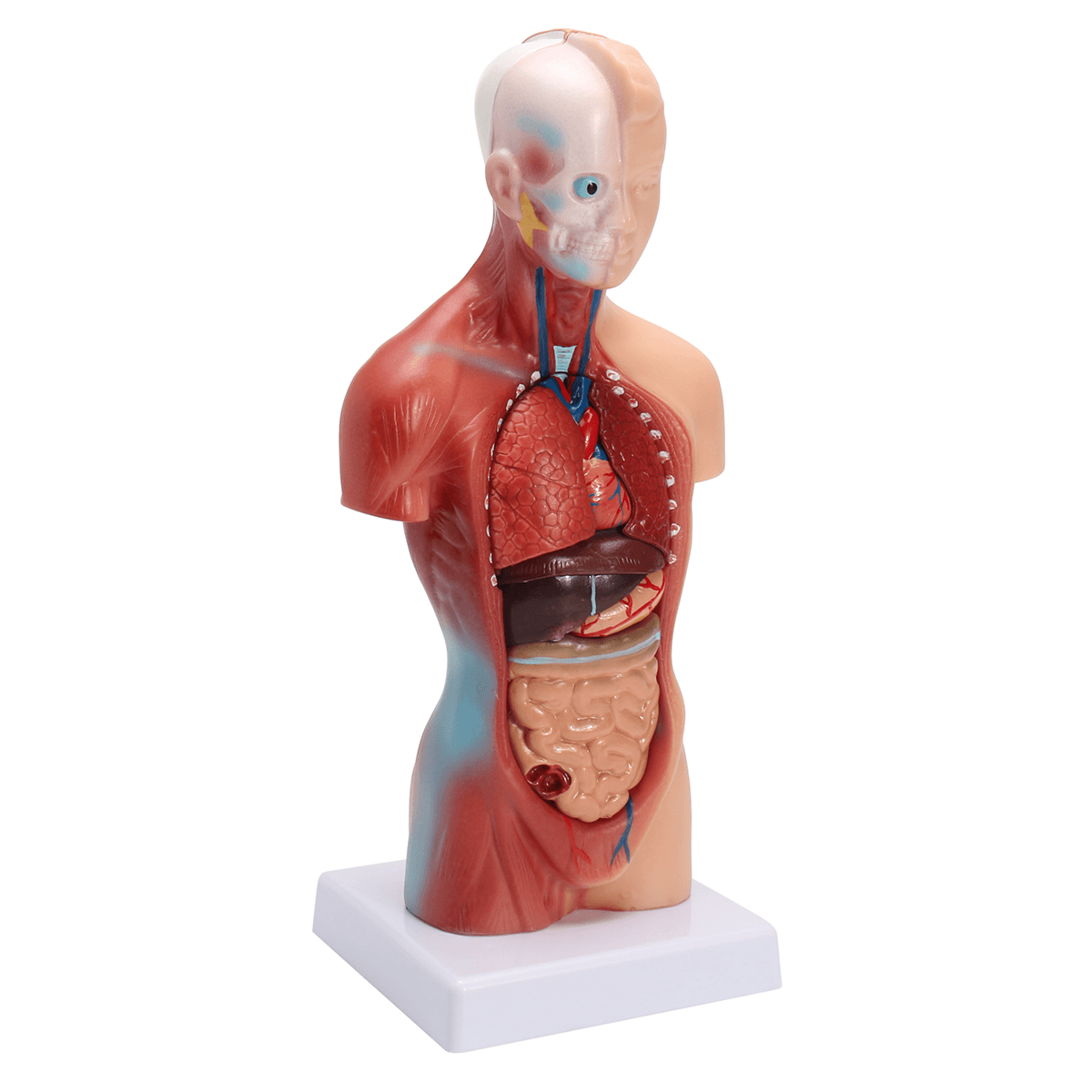 STEM Human Torso Body Anatomy Model Heart Brain Skeleton School Educational