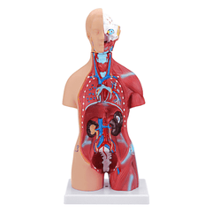 55 cm großes viszerales anatomisches Modell der menschlichen Anatomie, Unisex-Torso