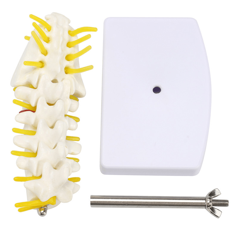 Mini vértebras lumbares humanas sacro cóccix anatomía columna médica modelo 15Cm