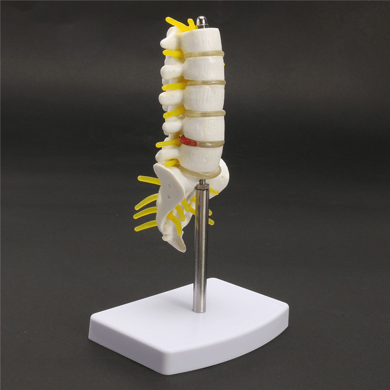 Mini vértebras lumbares humanas sacro cóccix anatomía columna médica modelo 15Cm