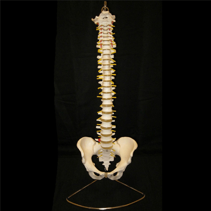 Professionelles menschliches Wirbelsäulenmodell. Flexibles medizinisches anatomisches Wirbelsäulenmodell