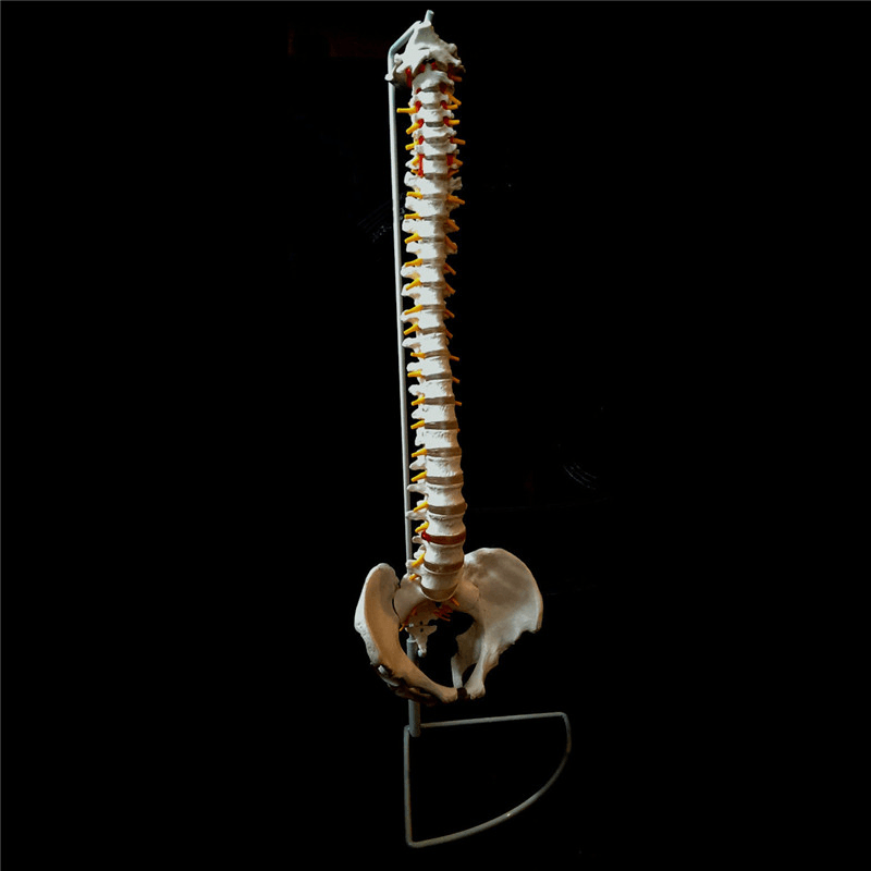 Professionelles menschliches Wirbelsäulenmodell. Flexibles medizinisches anatomisches Wirbelsäulenmodell