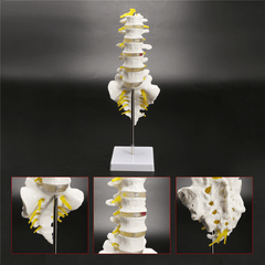 12''Life Size Chiropractic Human Anatomical Lumbar Vertebral Spine Anatomy Model