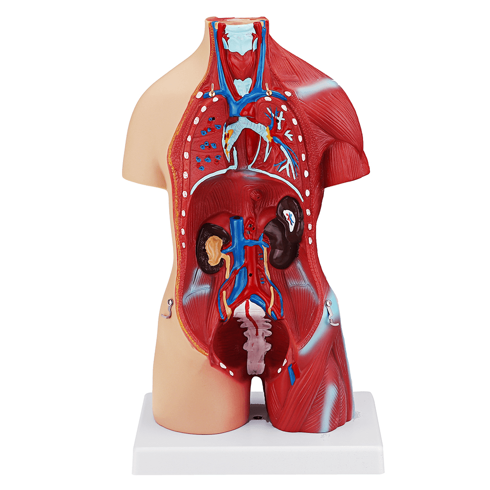 55 cm großes viszerales anatomisches Modell der menschlichen Anatomie, Unisex-Torso