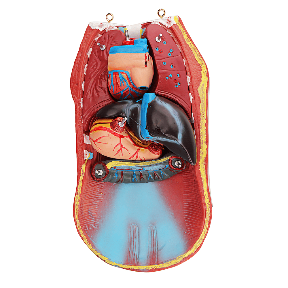 55 cm großes viszerales anatomisches Modell der menschlichen Anatomie, Unisex-Torso