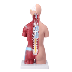 55 cm großes viszerales anatomisches Modell der menschlichen Anatomie, Unisex-Torso