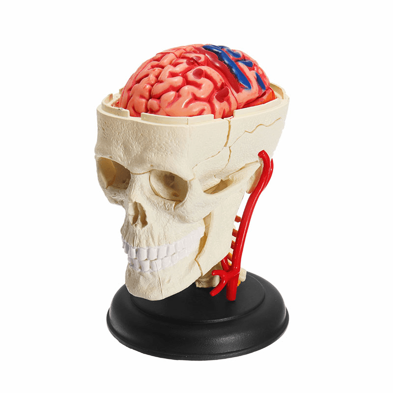 4D MASTER DIY Puzzle STEM 39Pcs Assembly Skull Brain Neuroanatomical Medical Model Toy