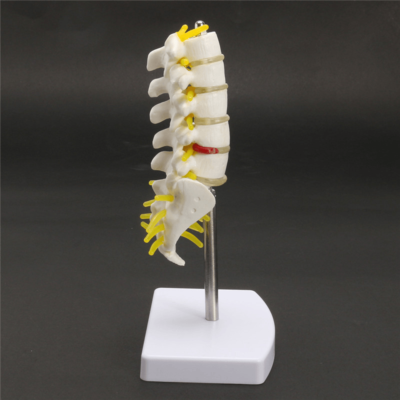 Mini vértebras lumbares humanas sacro cóccix anatomía columna médica modelo 15Cm