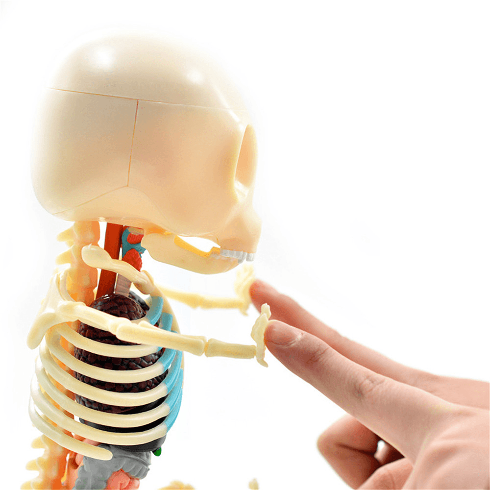 4D MASTER STEM Anatomy Model Gummi Bear Skeleton Anime Assembly Action Figure Gifts Science Animal Model