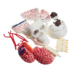 4D MASTER DIY Puzzle STEM 39Pcs Assembly Skull Brain Neuroanatomical Medical Model Toy