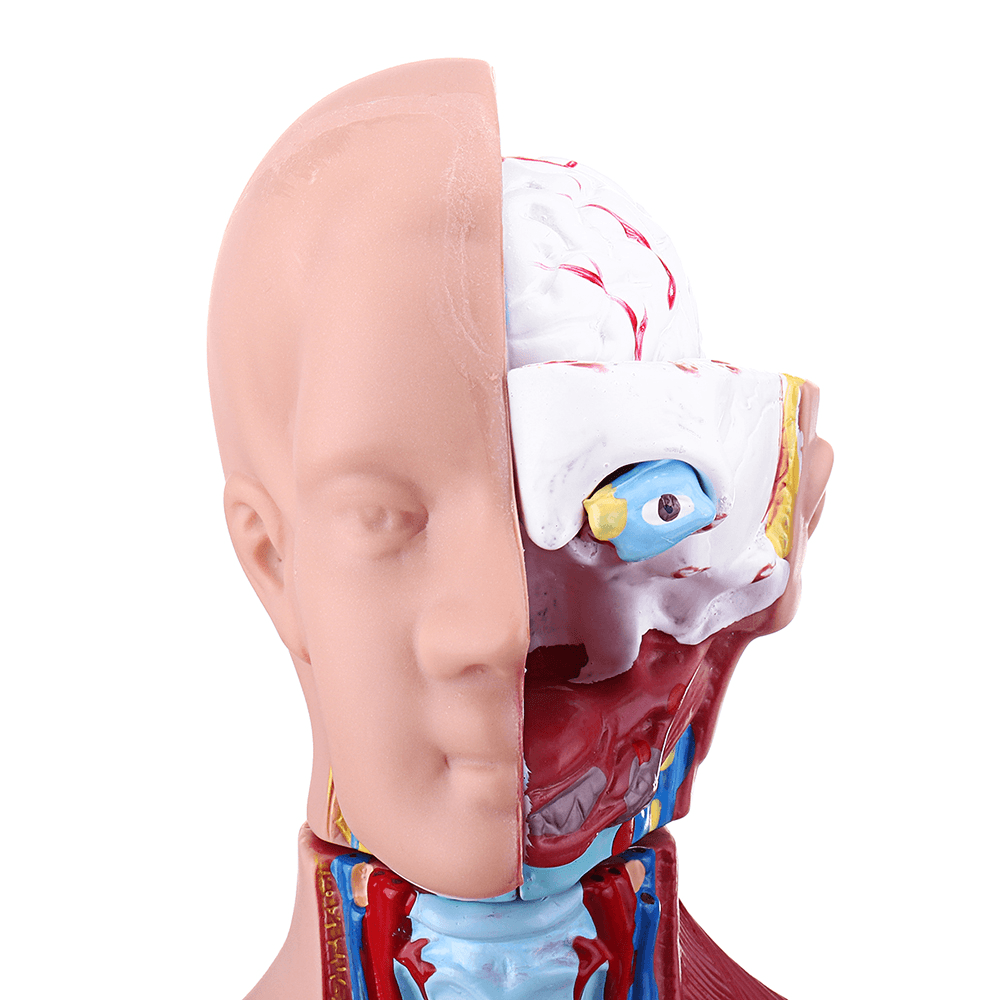 55 cm großes viszerales anatomisches Modell der menschlichen Anatomie, Unisex-Torso