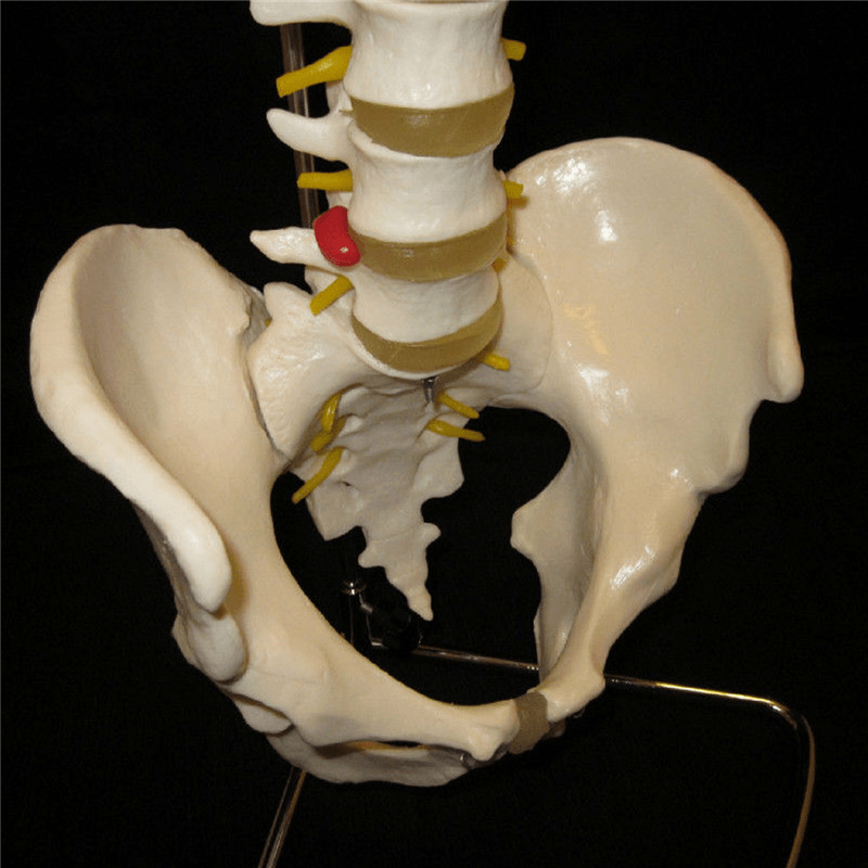 Professionelles menschliches Wirbelsäulenmodell. Flexibles medizinisches anatomisches Wirbelsäulenmodell