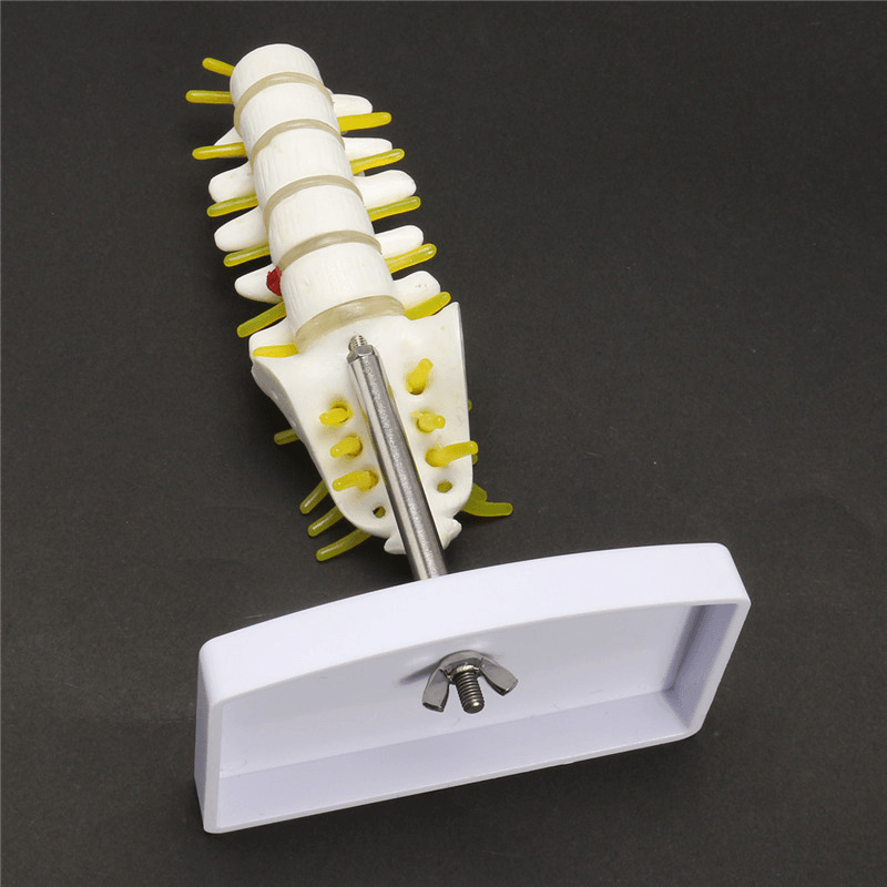 Mini vértebras lumbares humanas sacro cóccix anatomía columna médica modelo 15Cm