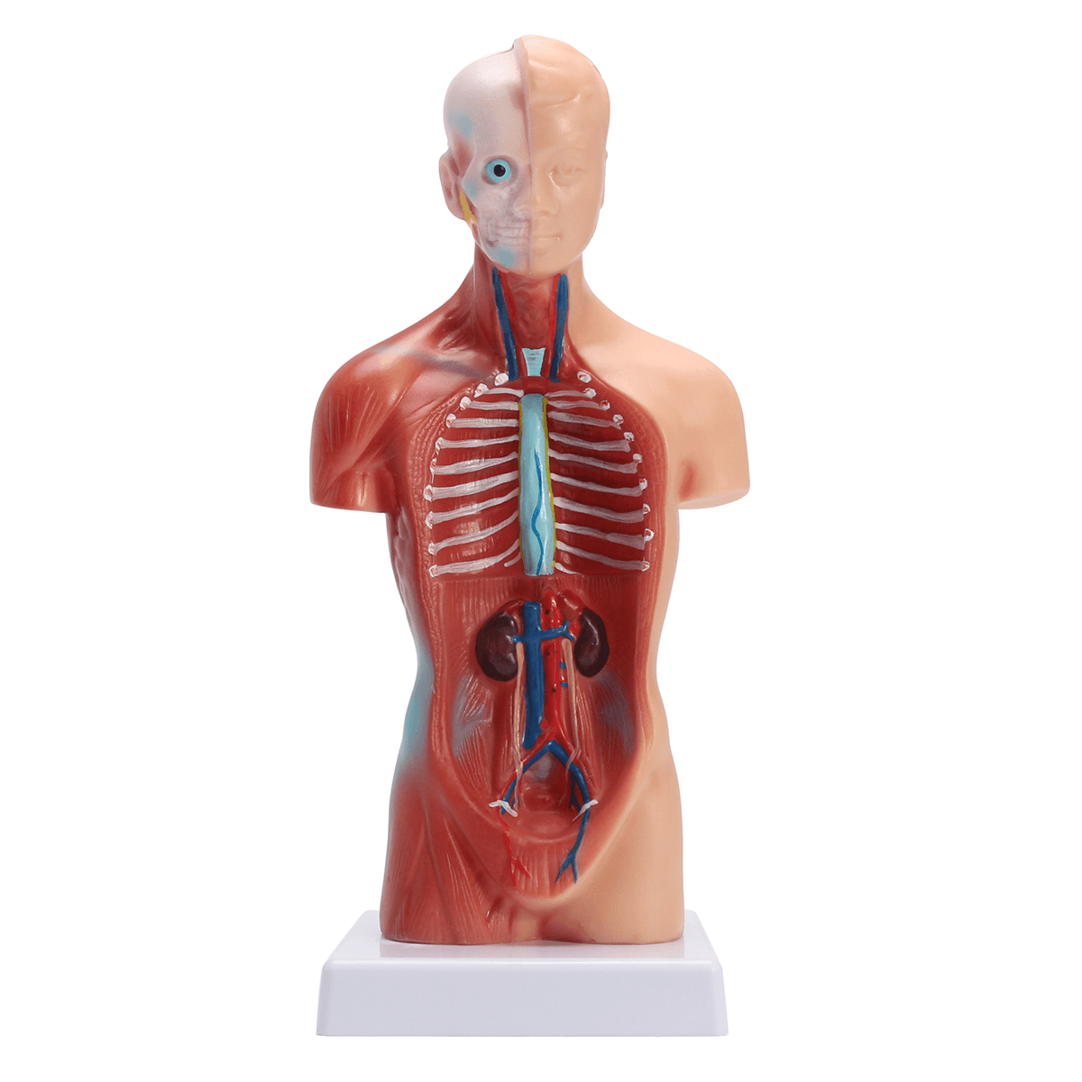 STEM Human Torso Body Anatomy Model Heart Brain Skeleton School Educational