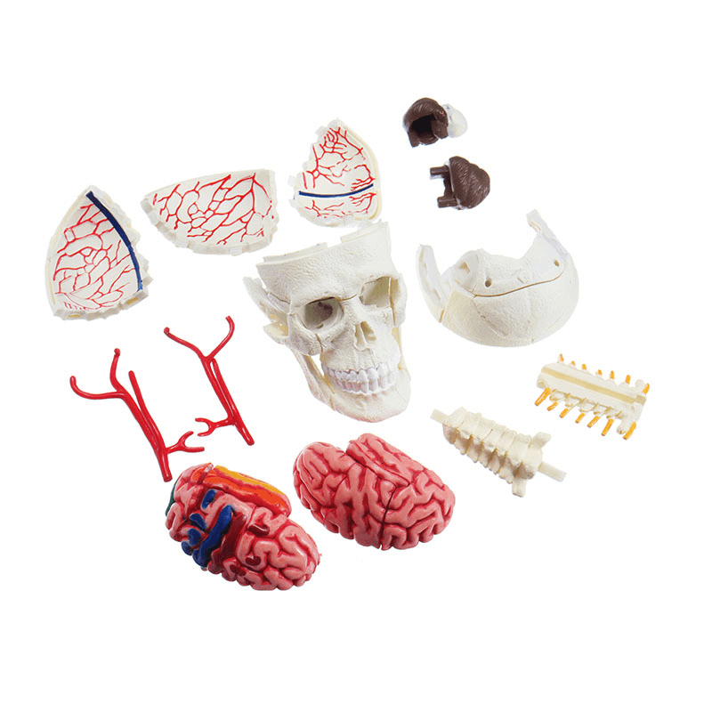 4D MASTER DIY Puzzle STEM 39Pcs Assembly Skull Brain Neuroanatomical Medical Model Toy