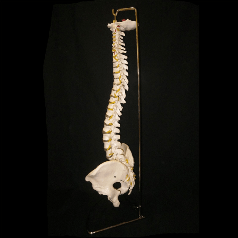 Professionelles menschliches Wirbelsäulenmodell. Flexibles medizinisches anatomisches Wirbelsäulenmodell