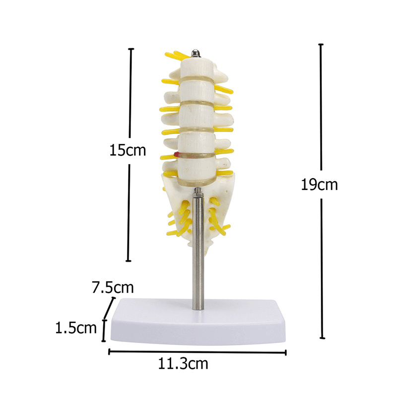 Mini-menschliche Lendenwirbel, Kreuzbein, Steißbein, Anatomie, medizinisches Wirbelsäulenmodell, 15 cm