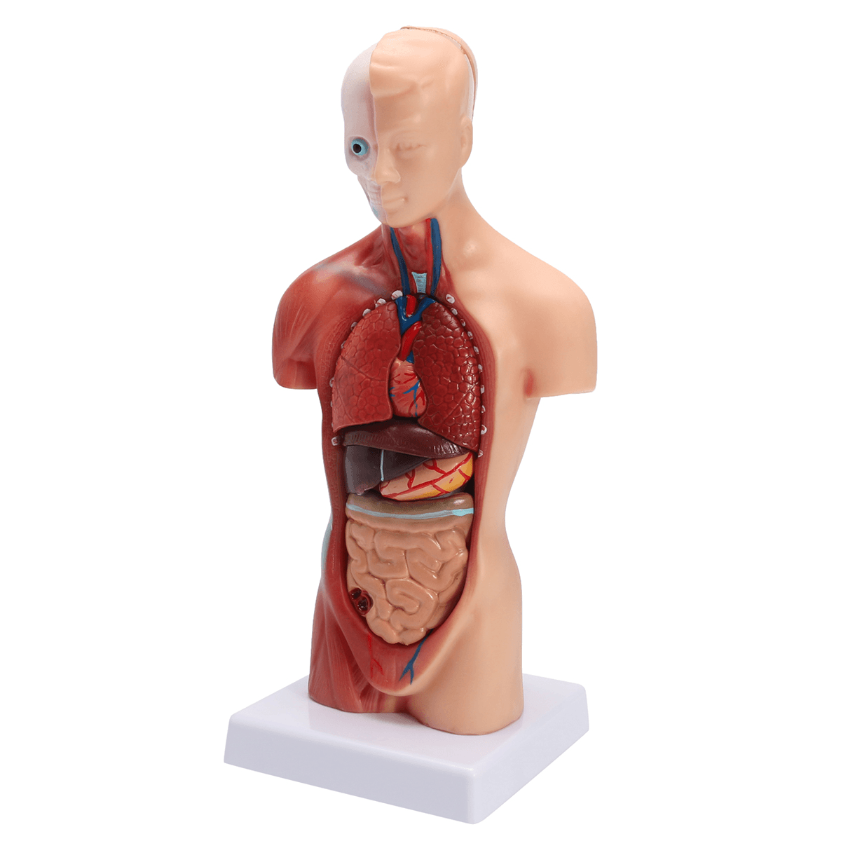 STEM Human Torso Body Anatomy Model Heart Brain Skeleton School Educational