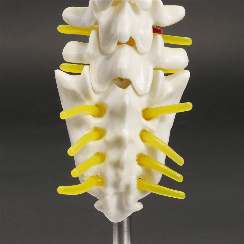 Mini vértebras lumbares humanas sacro cóccix anatomía columna médica modelo 15Cm