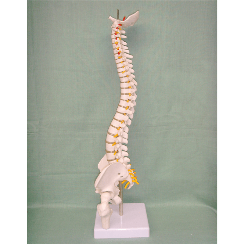 45CM Spine Model with Pelvis Femur Heads 1/2 Life Lab Equipment Detailed Toys