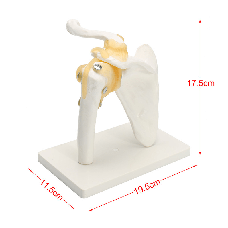 NEUES lebensgroßes anatomisches funktionelles menschliches Schultergelenk-Lehrmodell