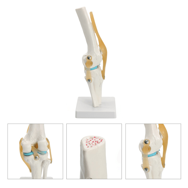 Kniegelenkmodell menschliches Skelett Anatomie Studie Display Lehre 1 Set