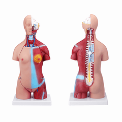 55 cm großes viszerales anatomisches Modell der menschlichen Anatomie, Unisex-Torso