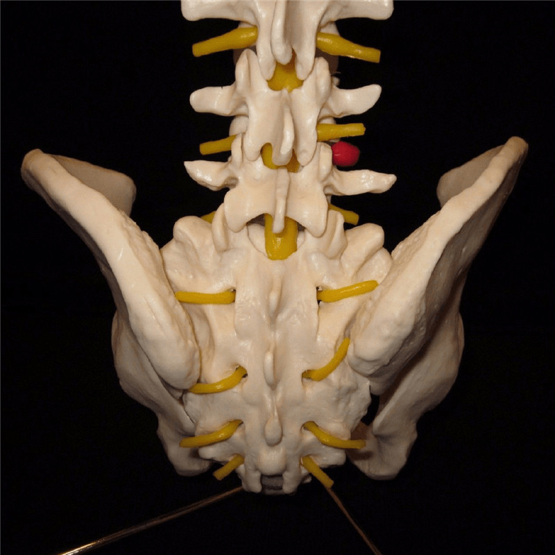 Professionelles menschliches Wirbelsäulenmodell. Flexibles medizinisches anatomisches Wirbelsäulenmodell