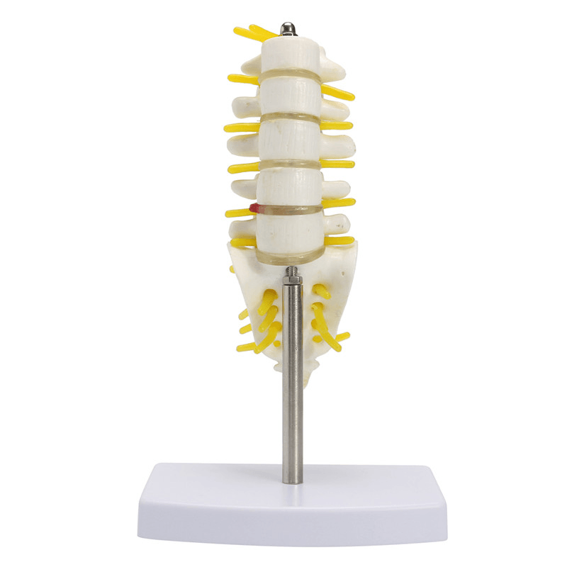 Mini vértebras lumbares humanas sacro cóccix anatomía columna médica modelo 15Cm